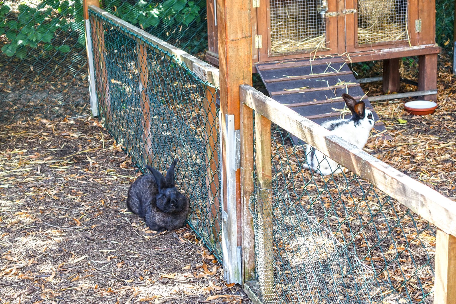 a group of rabbits in an enclosed area