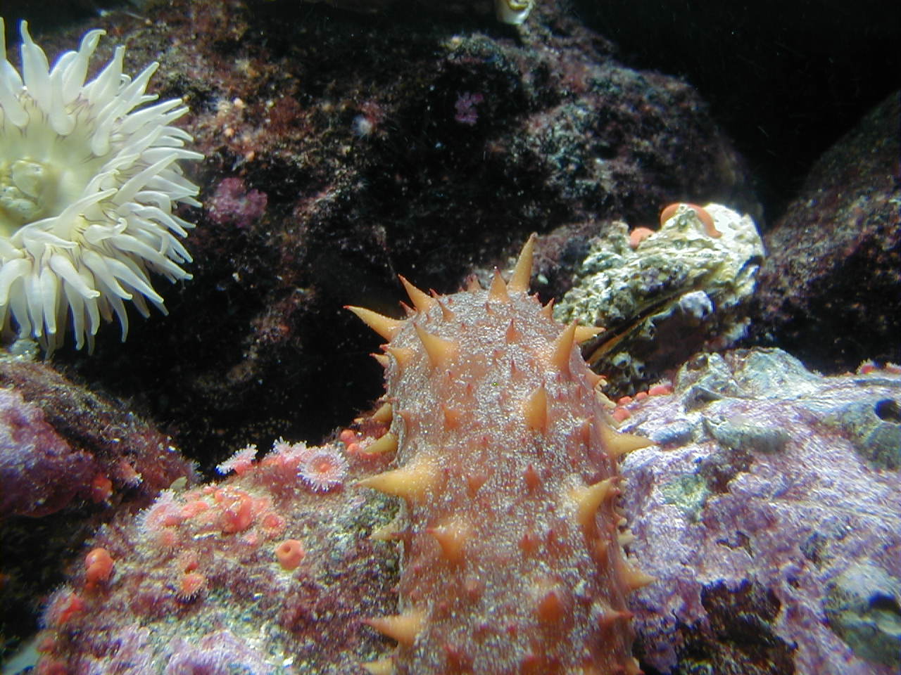 sea anemone on a coral in the ocean