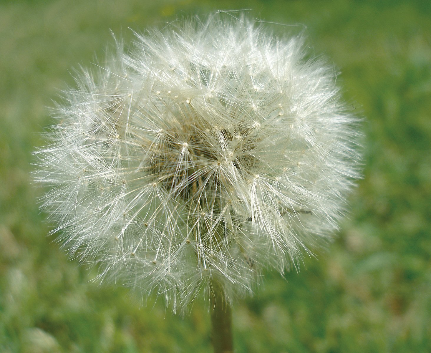 a fluffy white dandelion sitting in the middle of a field