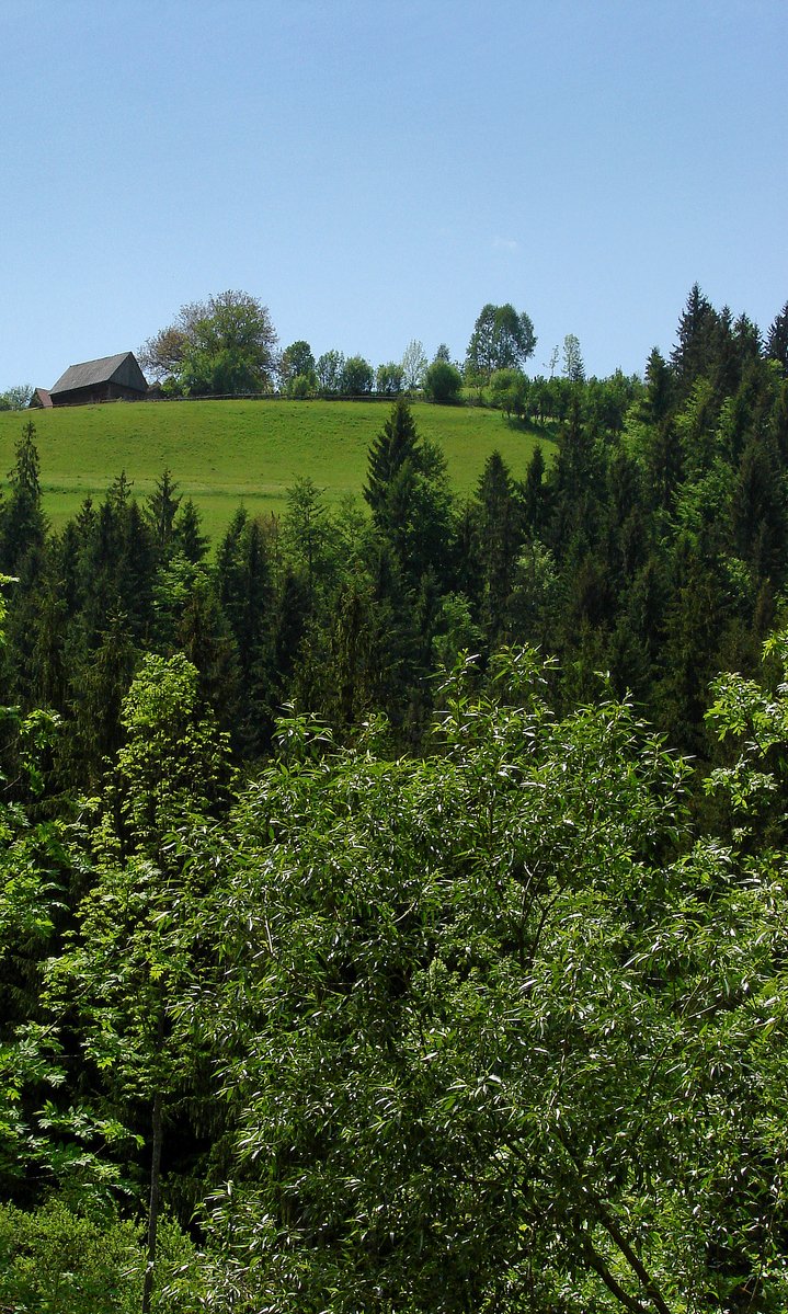 a grassy hill with some trees next to it