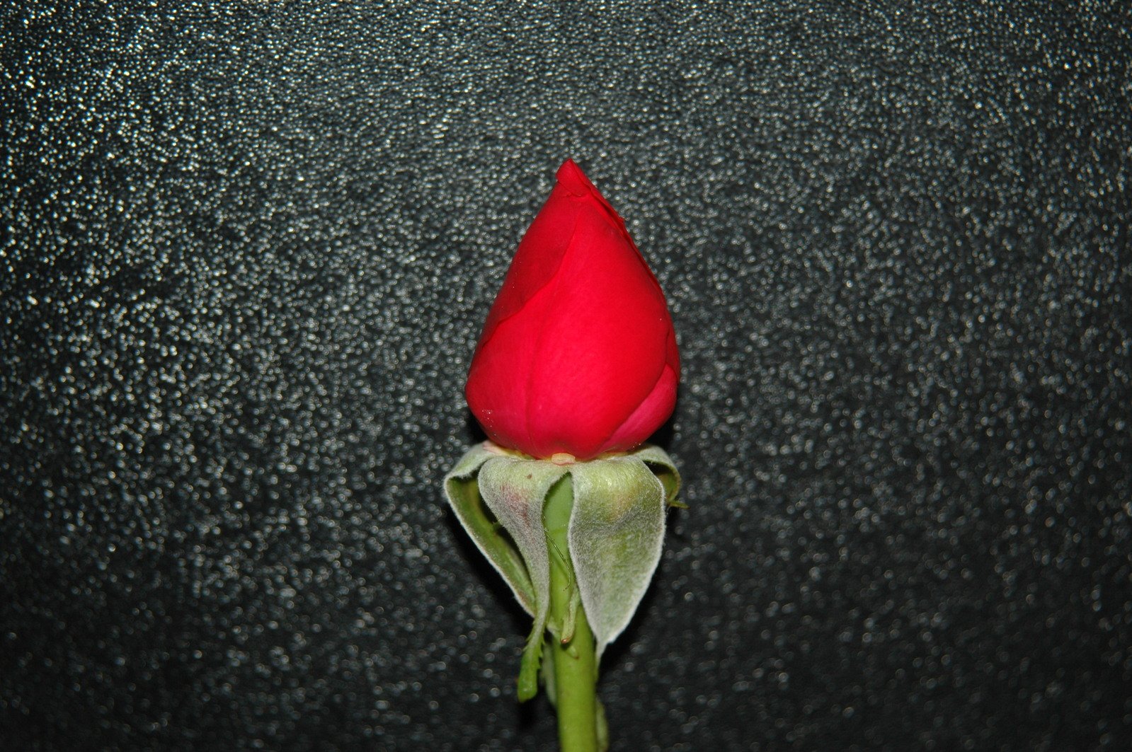 red rose with white tips in dark room