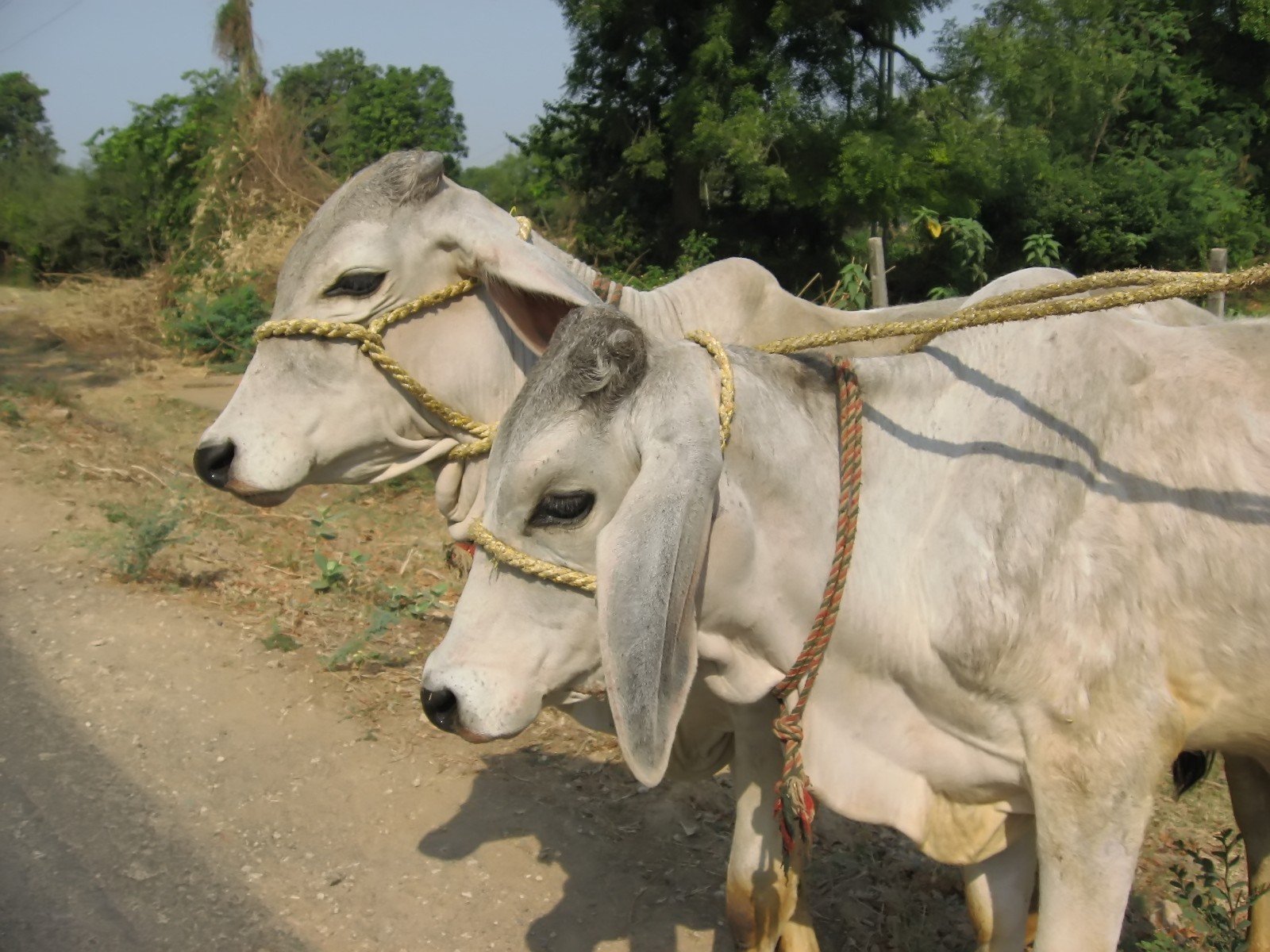 two white cows are tied up beside a curb