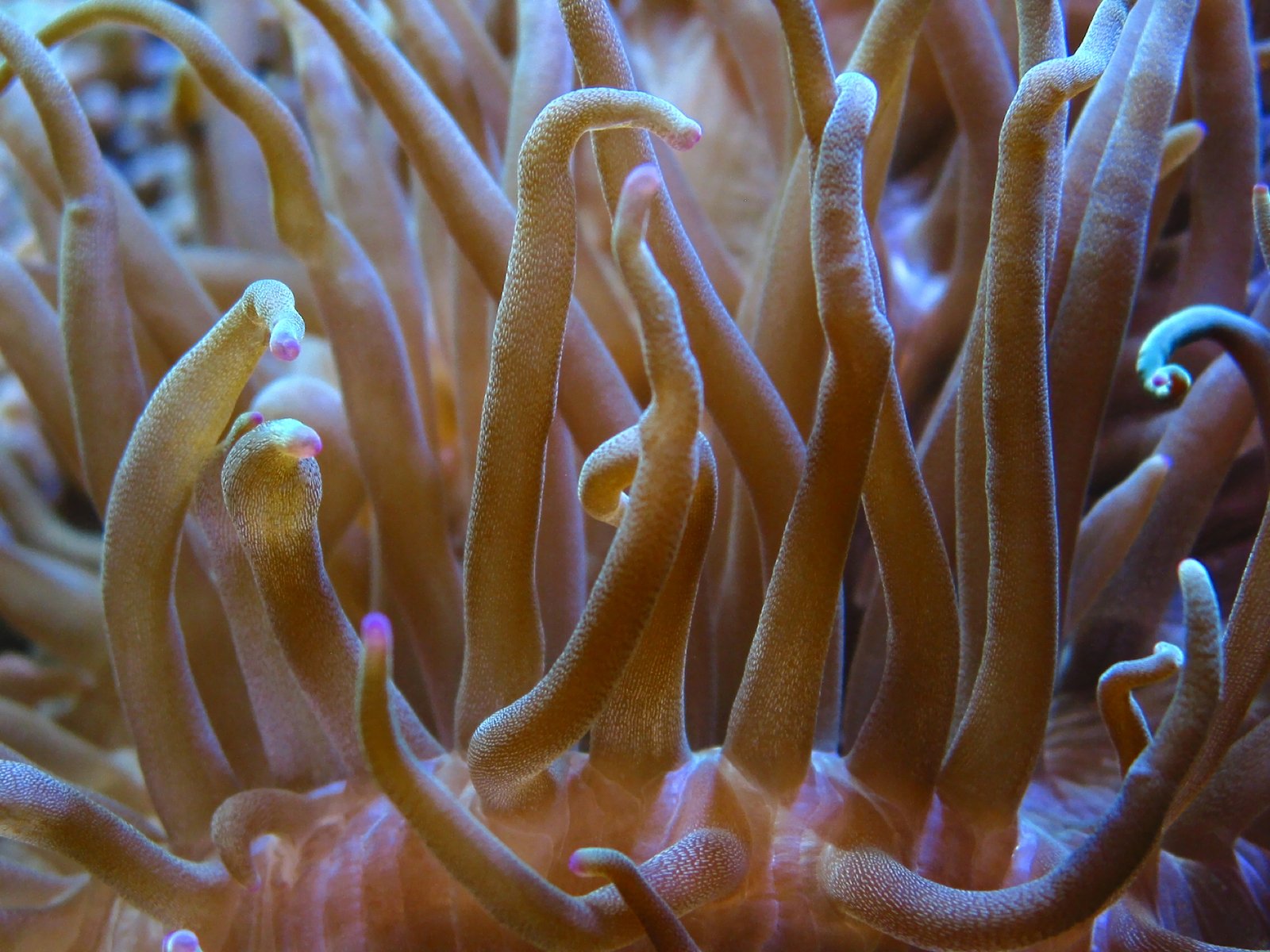 some white sea anemone on a white ocean