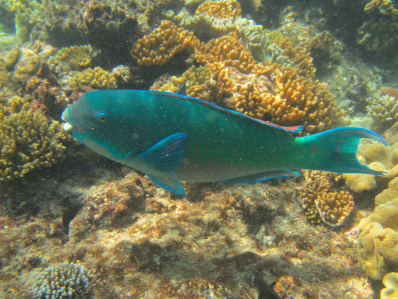 a green and blue fish swimming through water
