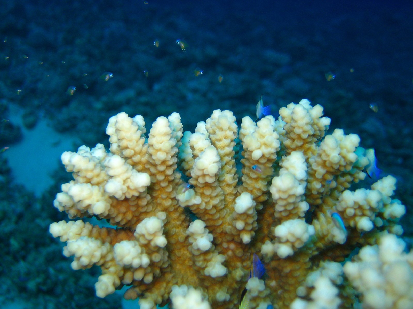 this is an image of some corals and other small things