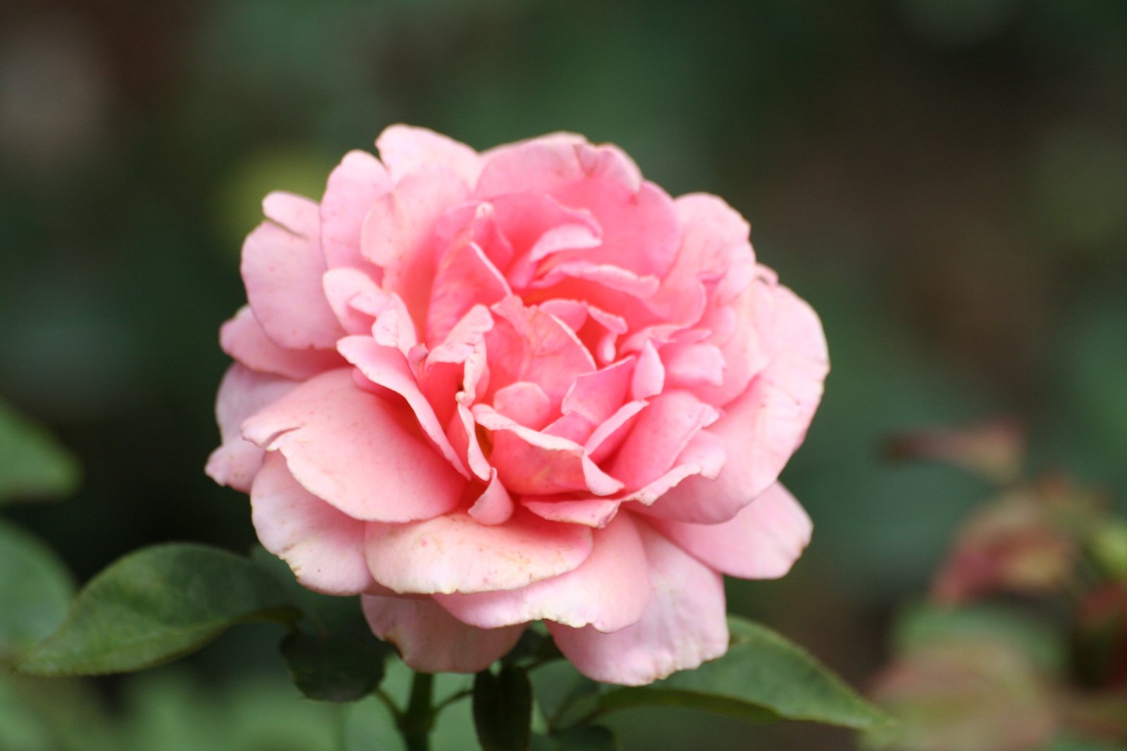 a closeup s of a pink flower