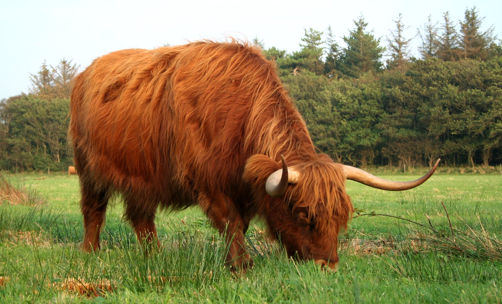 an animal with long horns grazing in a field