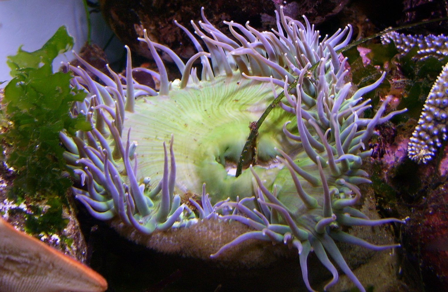 close up of a large white anemone in the sea