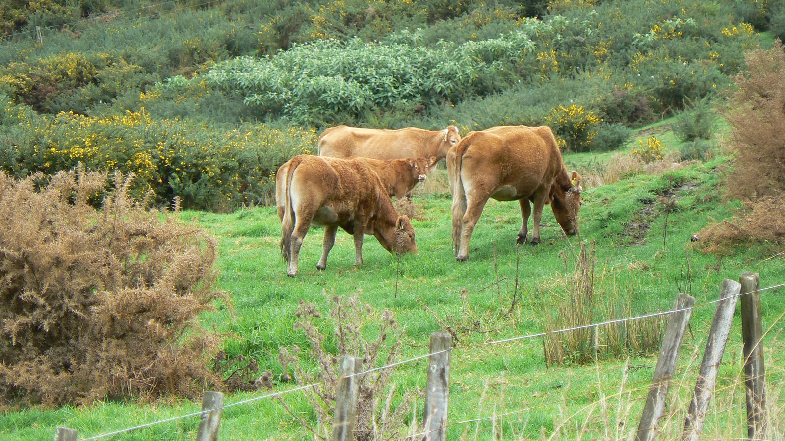 three cows that are standing in the grass