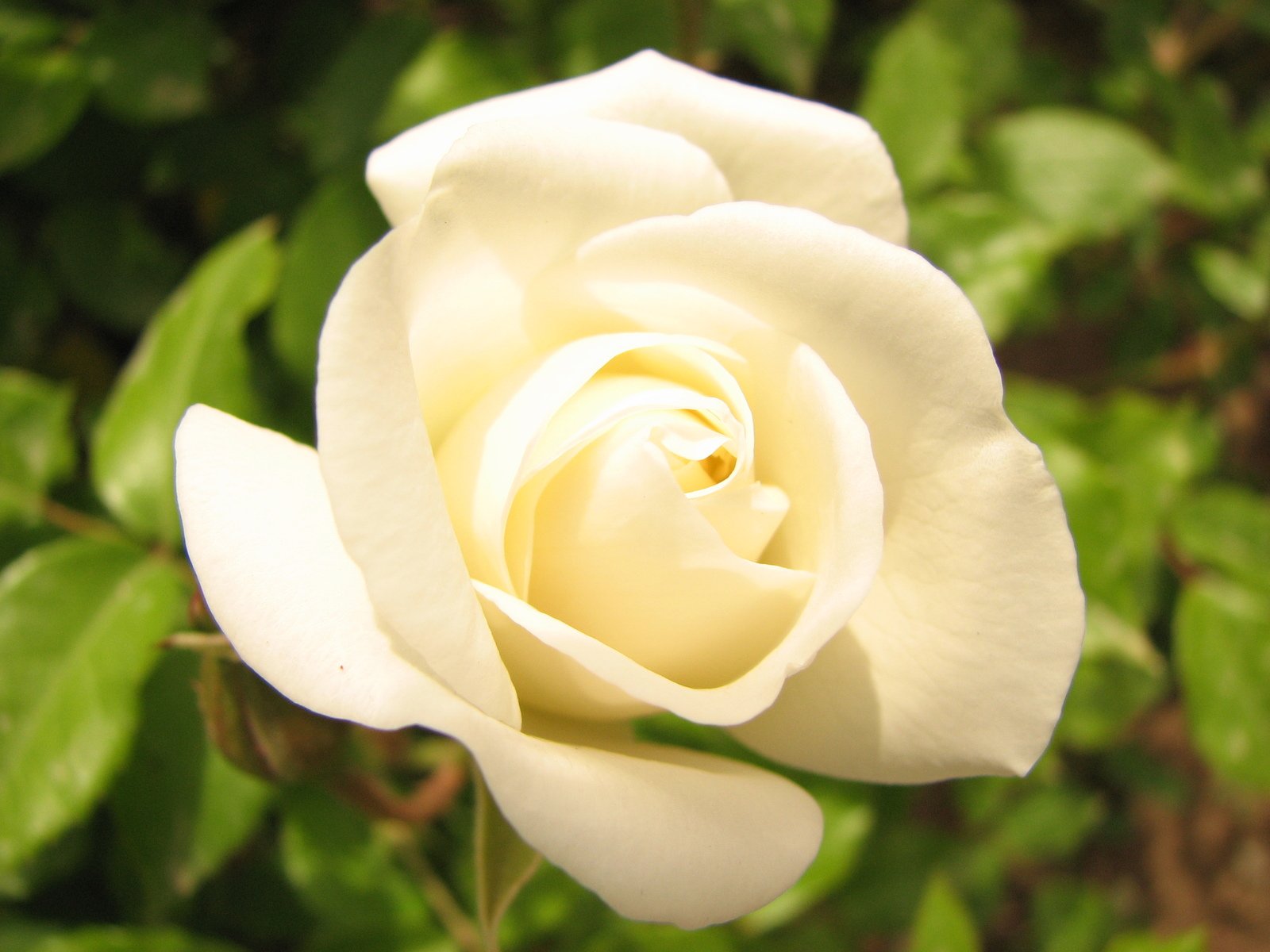 close up of a white rose with green leaves