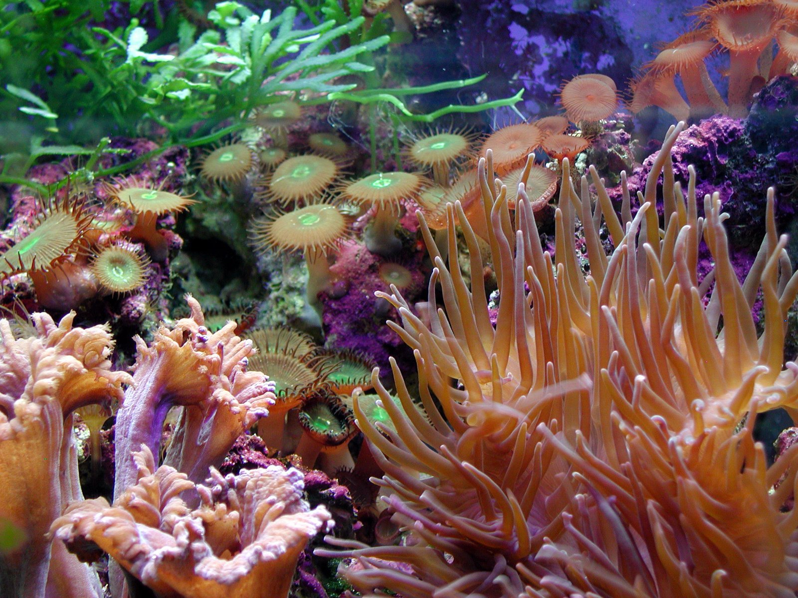 some colorful corals and other small plants near each other