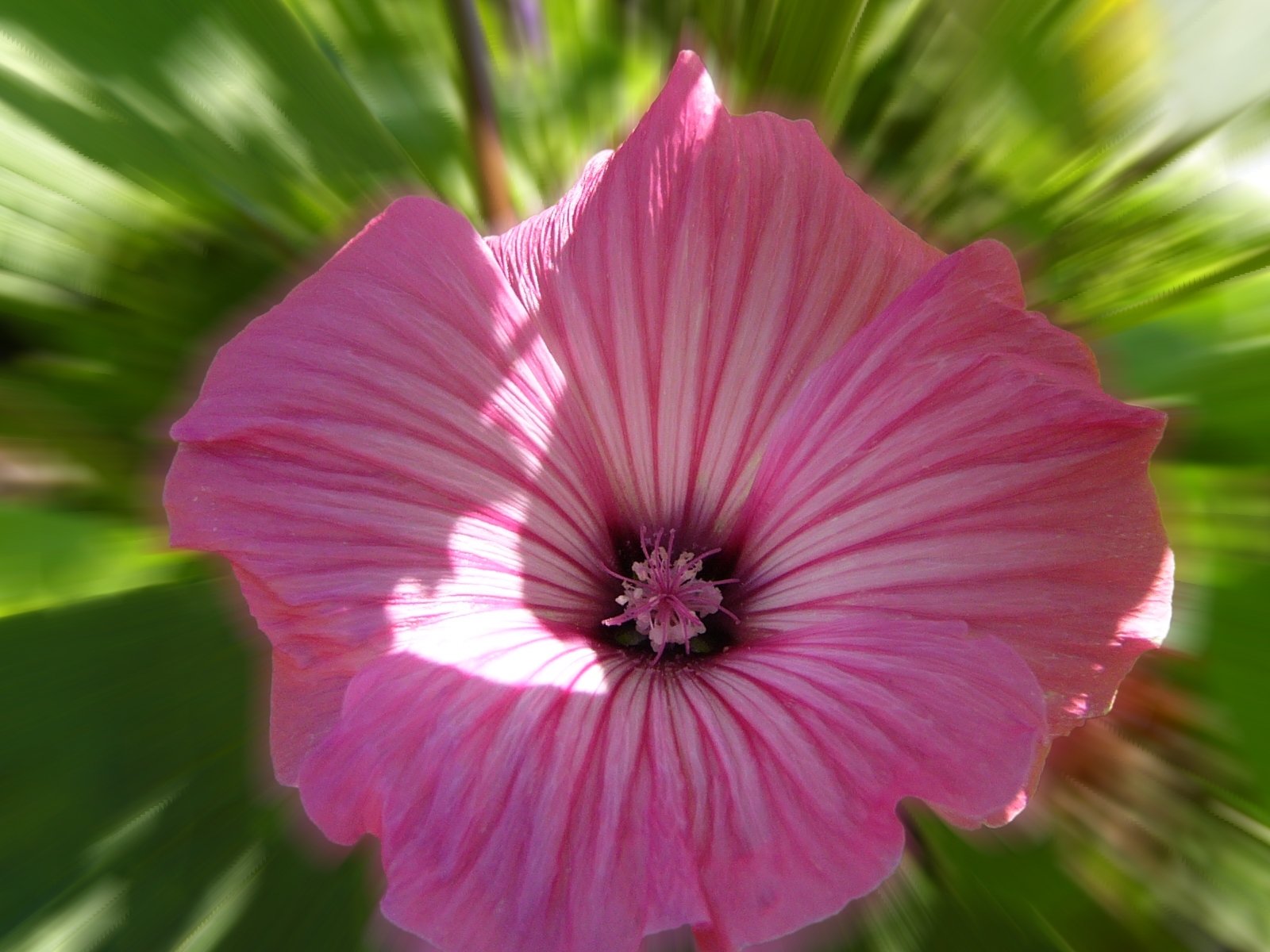 a pink flower with lots of leaves in it