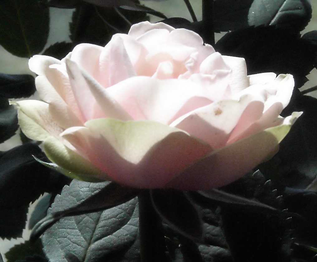 a pink flower on a plant with lots of leaves