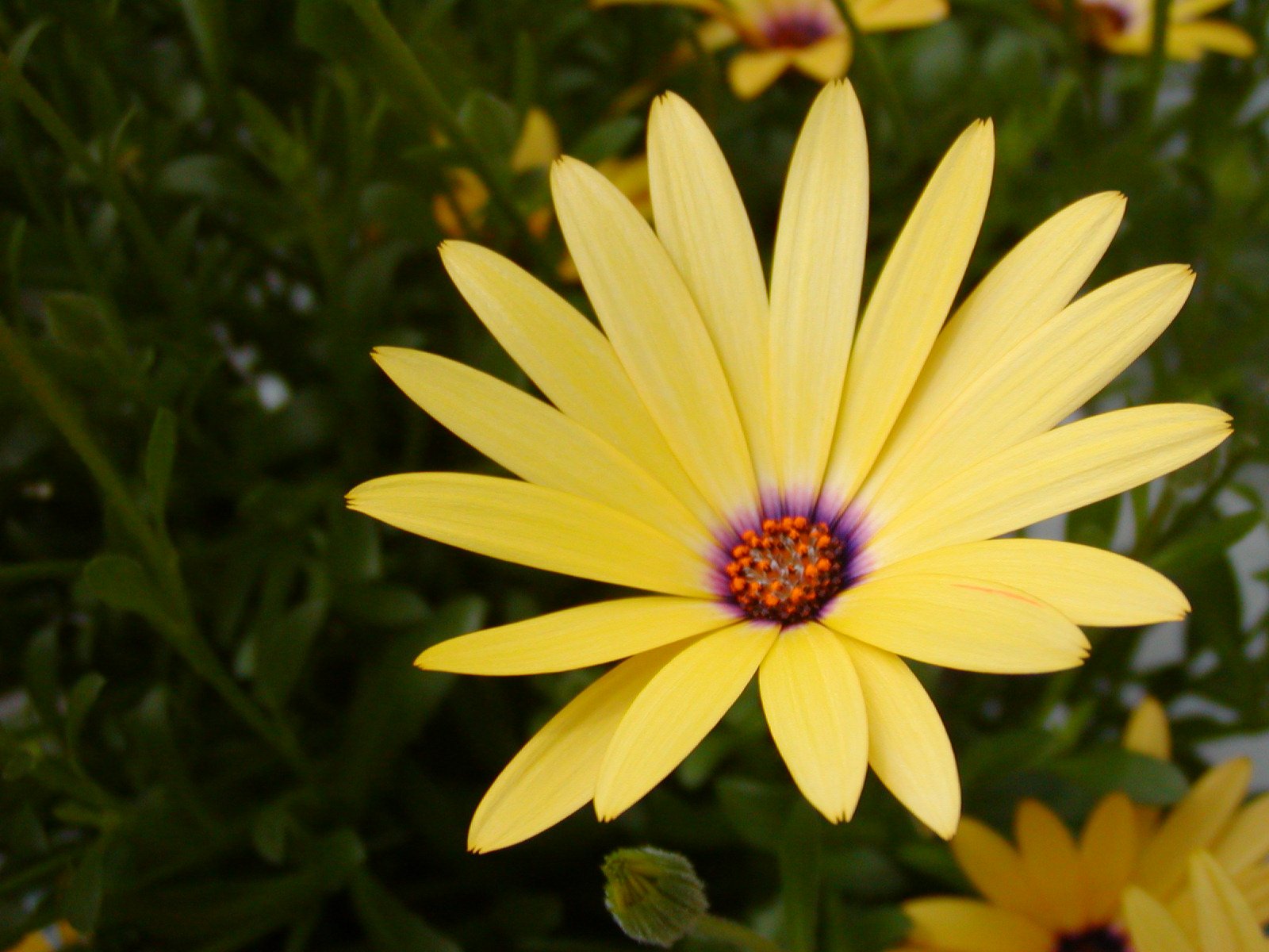 large, yellow flowers with small purple centers in the middle