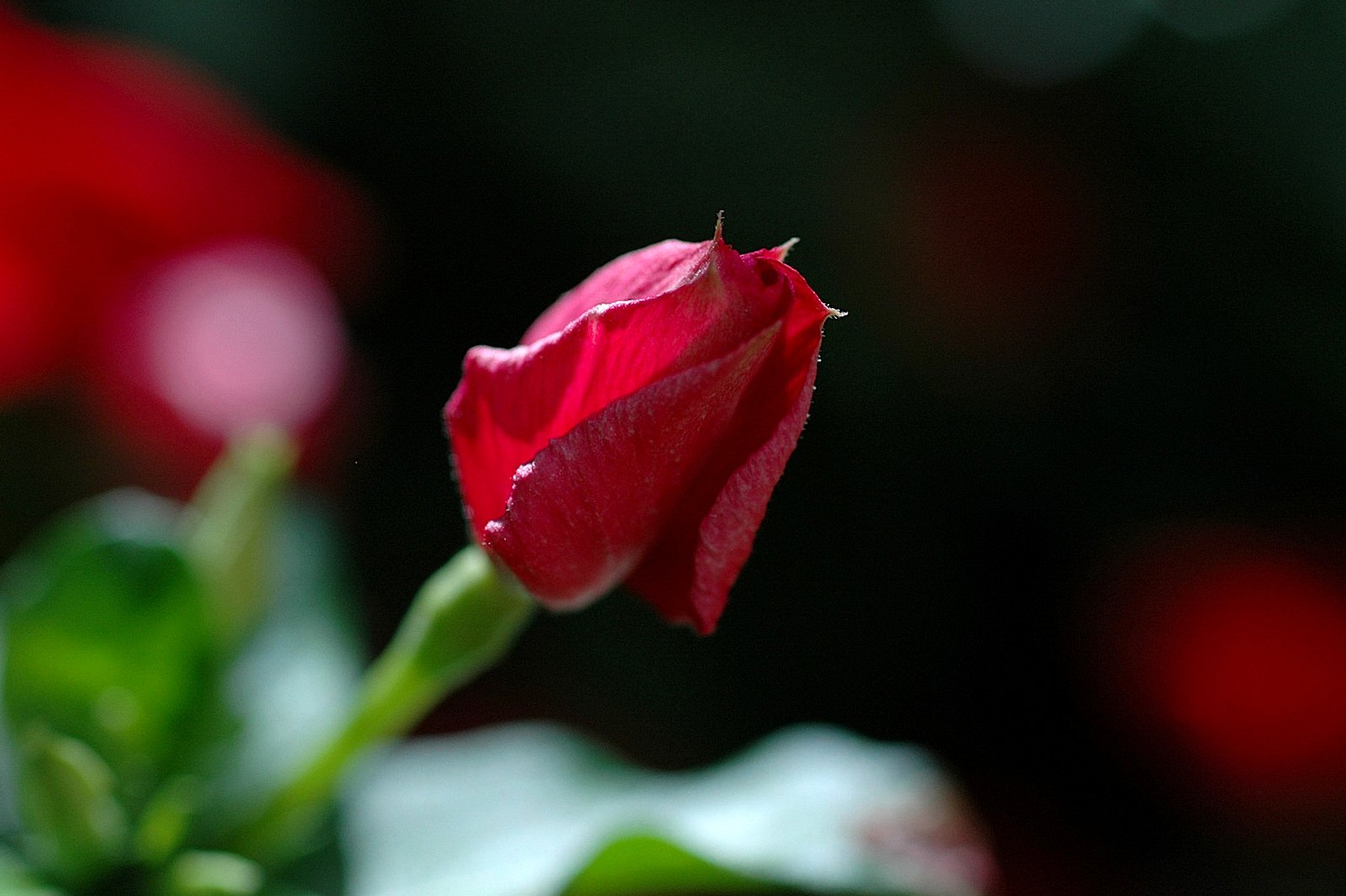 a single red rose with green stem sitting on the ground