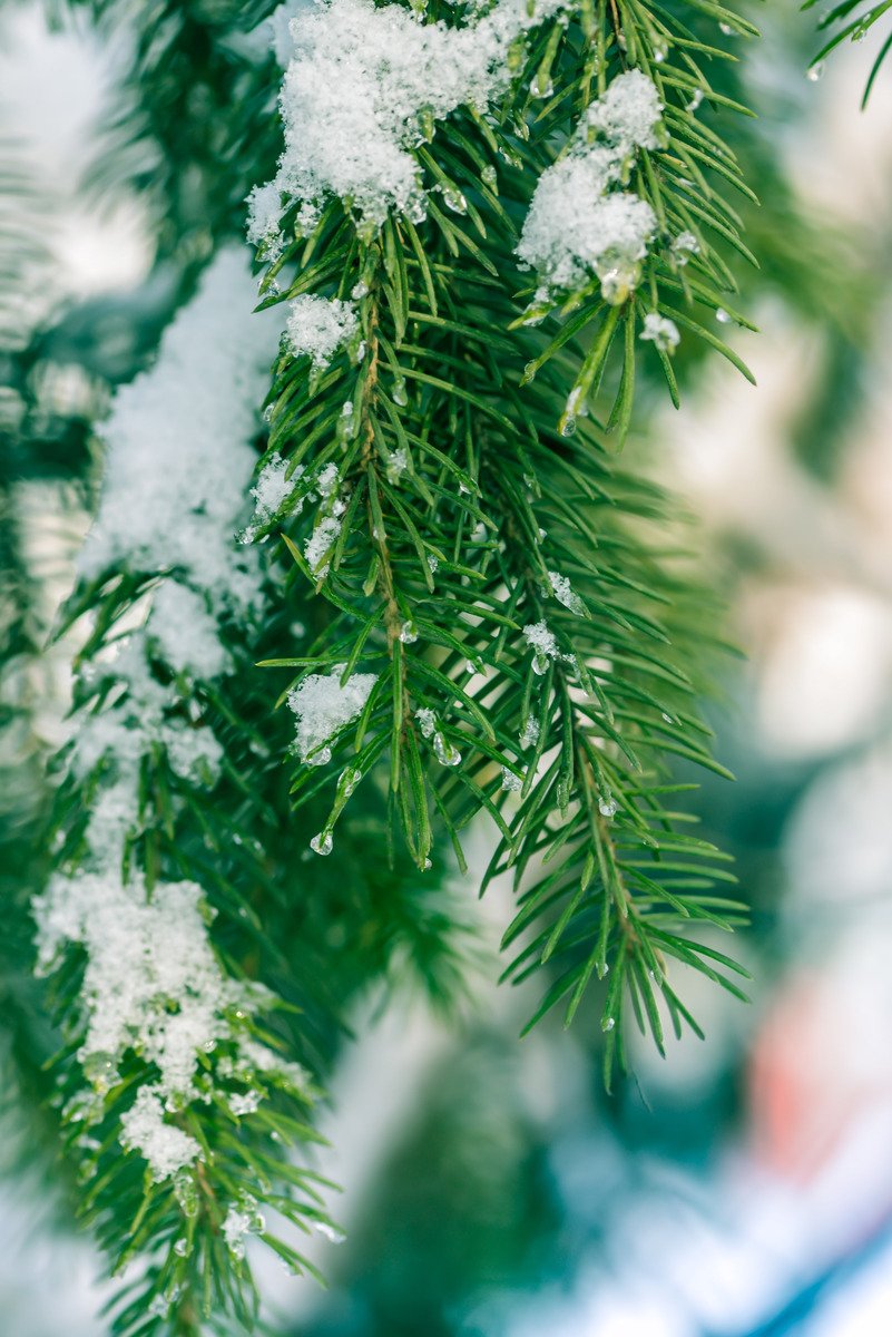 a nch of a pine tree is covered with white snow