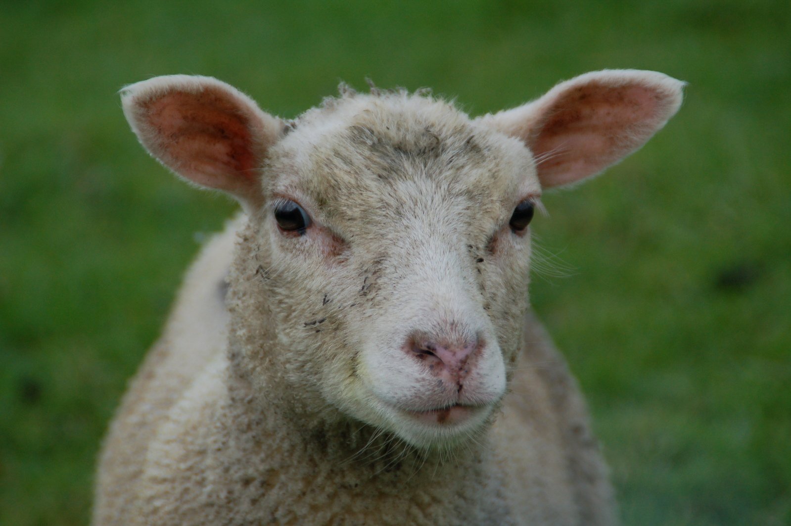 the close up view of a sheep looking at the camera