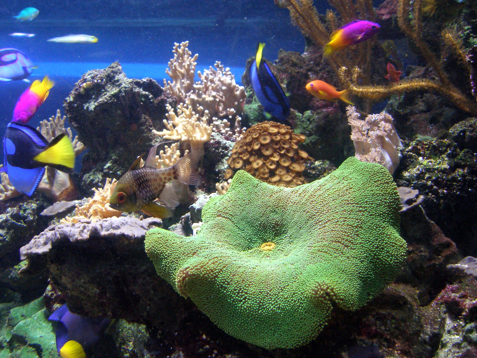 a reef and an array of small tropical fish