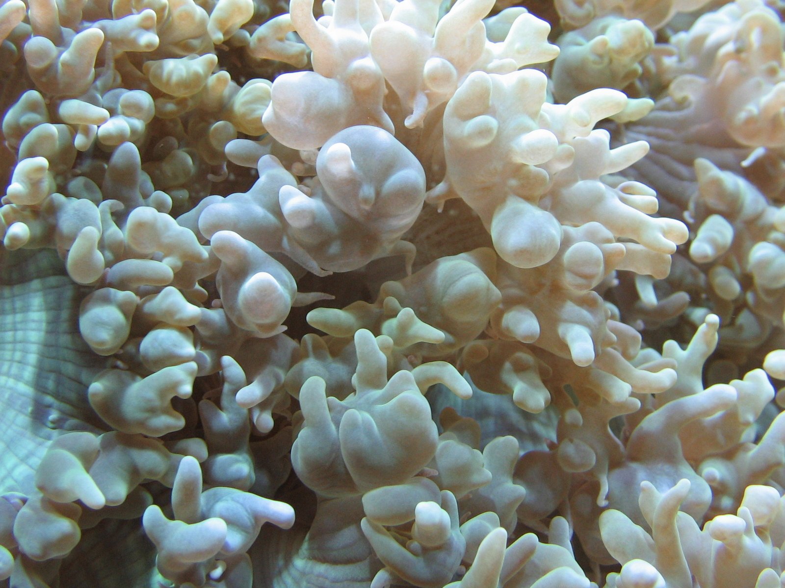 a close up image of white corals underwater