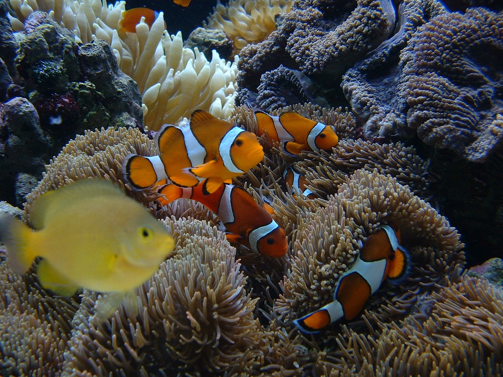 orange and white clown fish on a reef