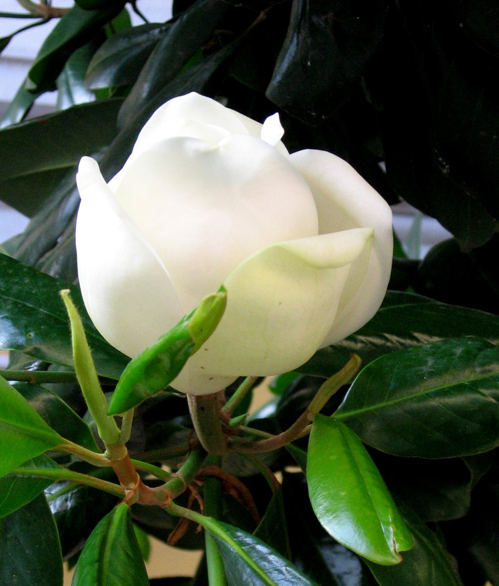 a white rose on a green nch with leaves