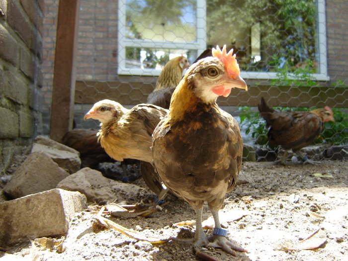 a hen stands on the ground next to her two chicks