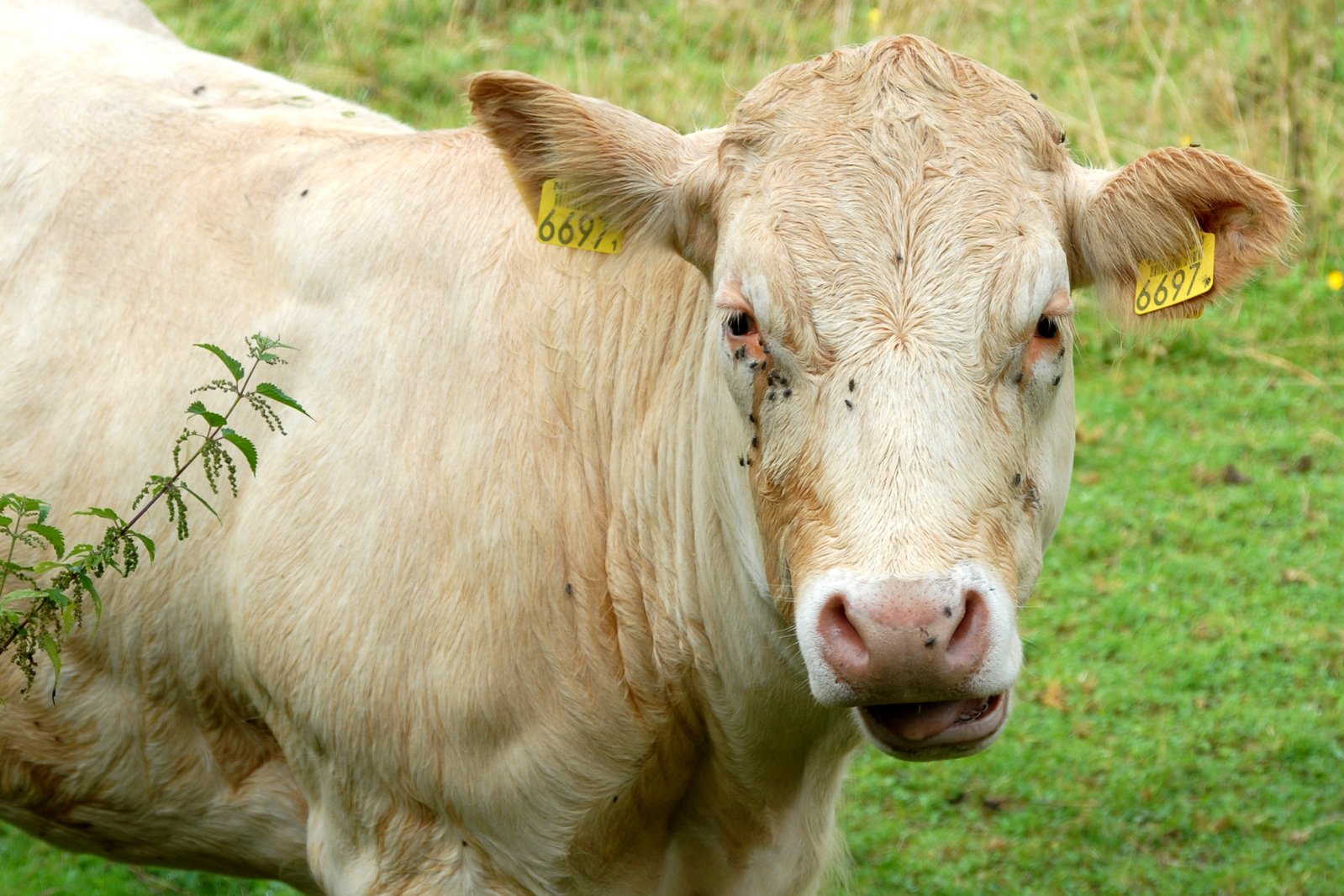 a white cow with tags on his ears looking at the camera