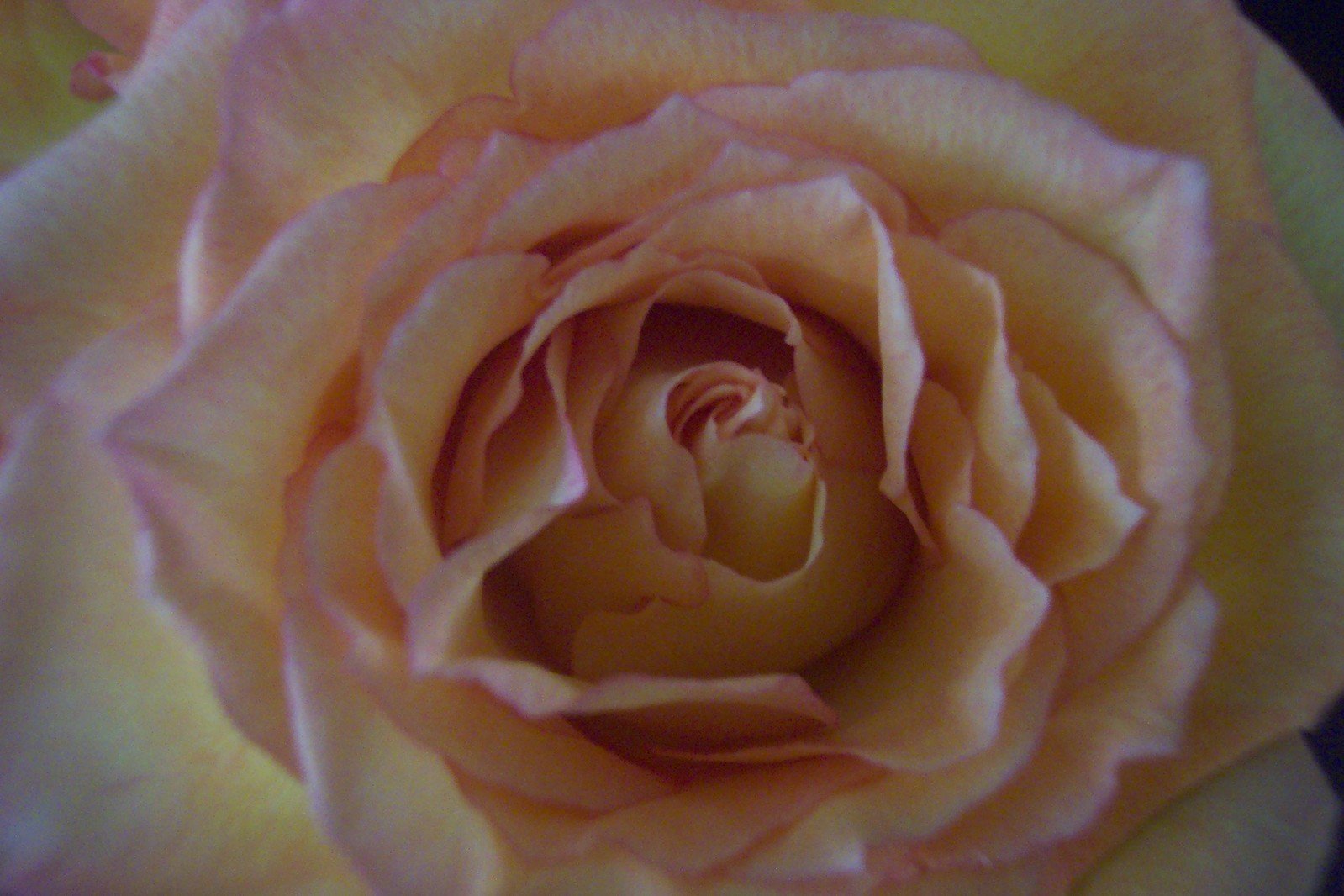 a large flower with many layers and flowers