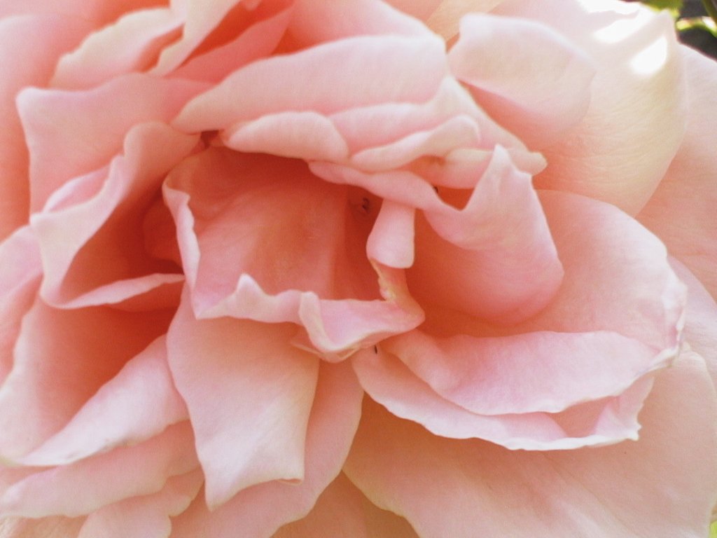 a rose that has pink petals with many other petals