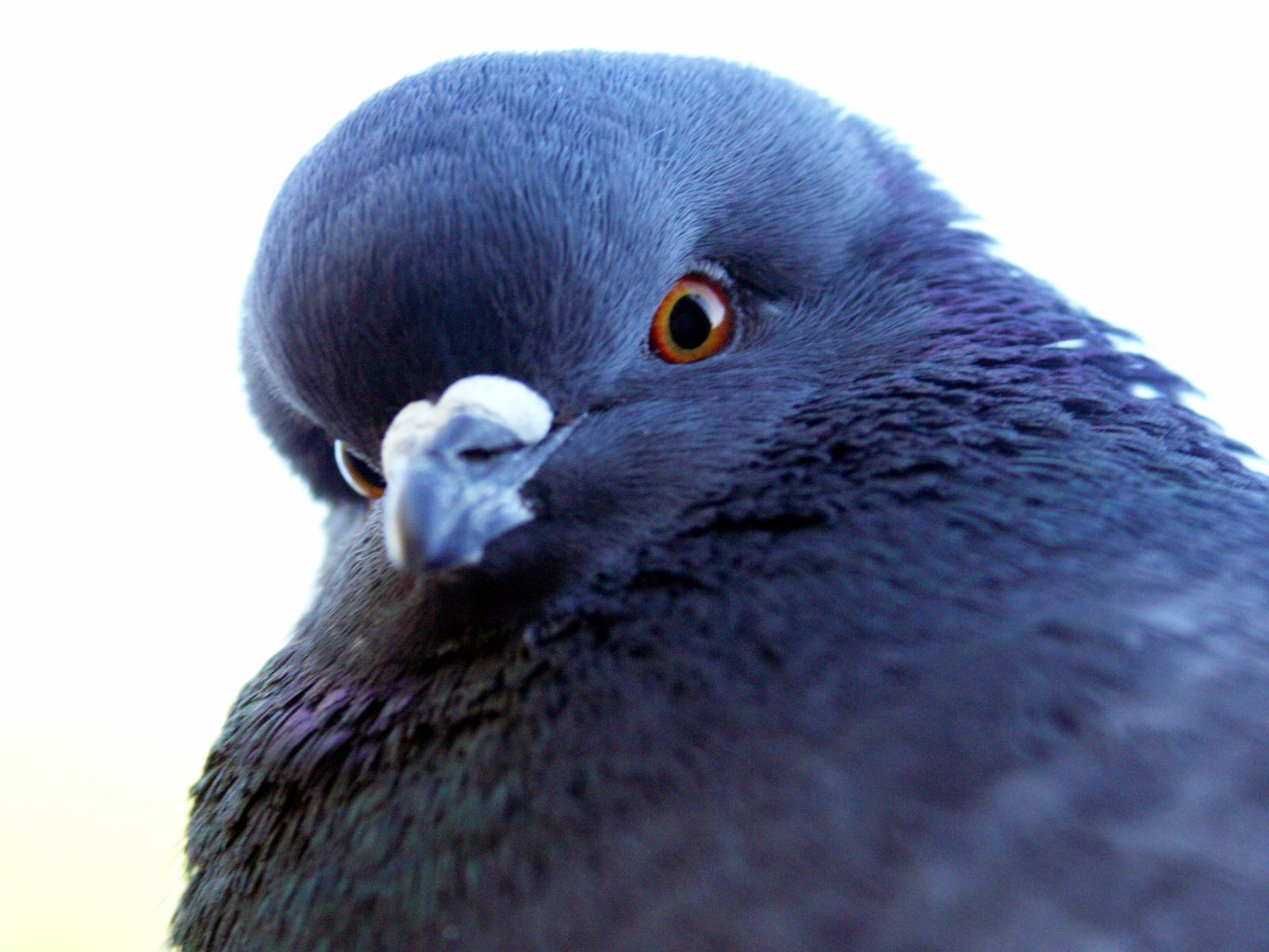 the close up view of a bird with big eyes