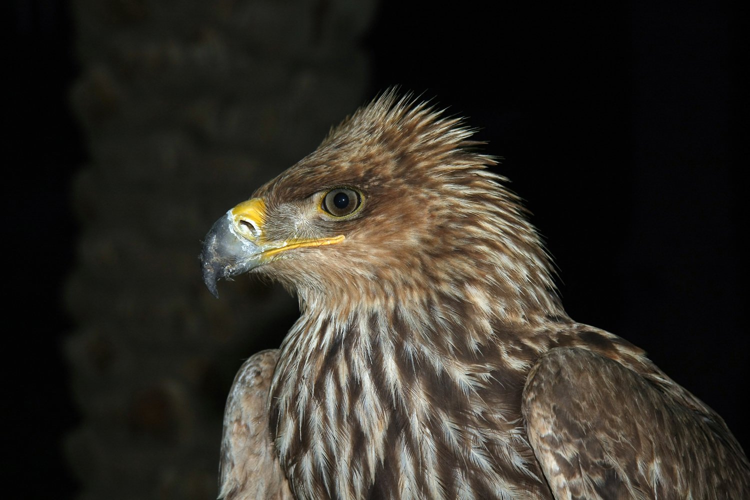 a large hawk is standing in front of a dark background