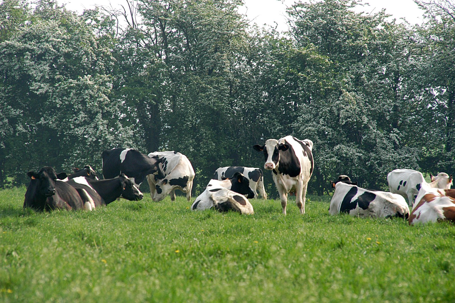 a herd of cows sitting on top of a lush green field