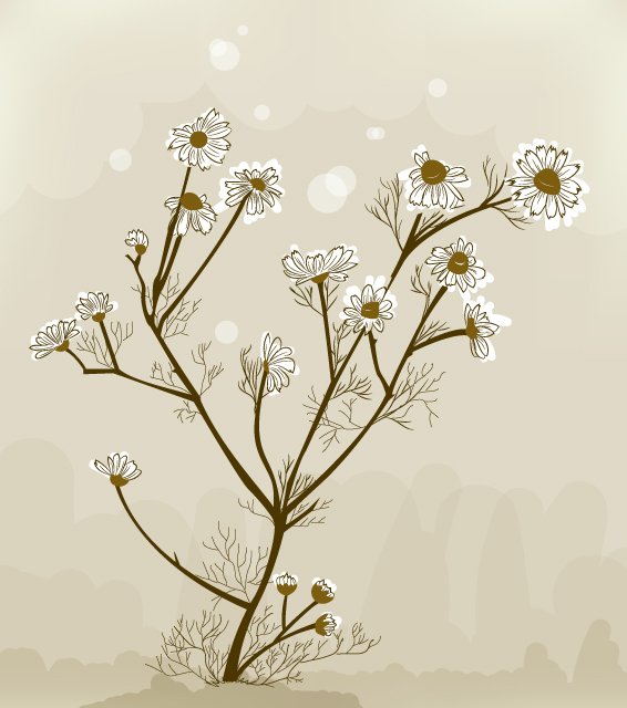 white flowers with yellow centers on a brown background