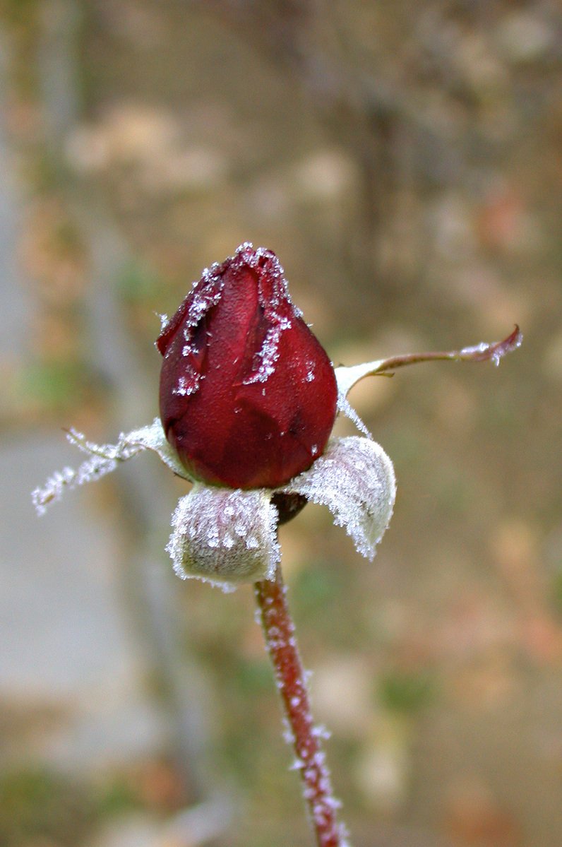 a close up s of a red flower covered with snow