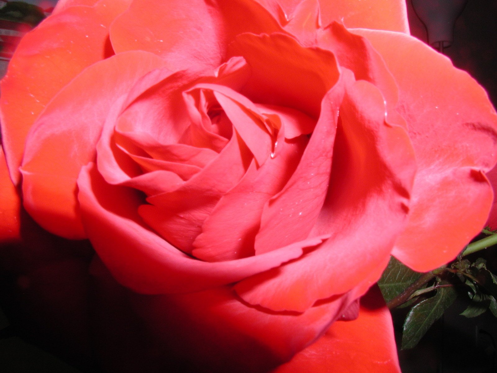 a close up image of a large rose