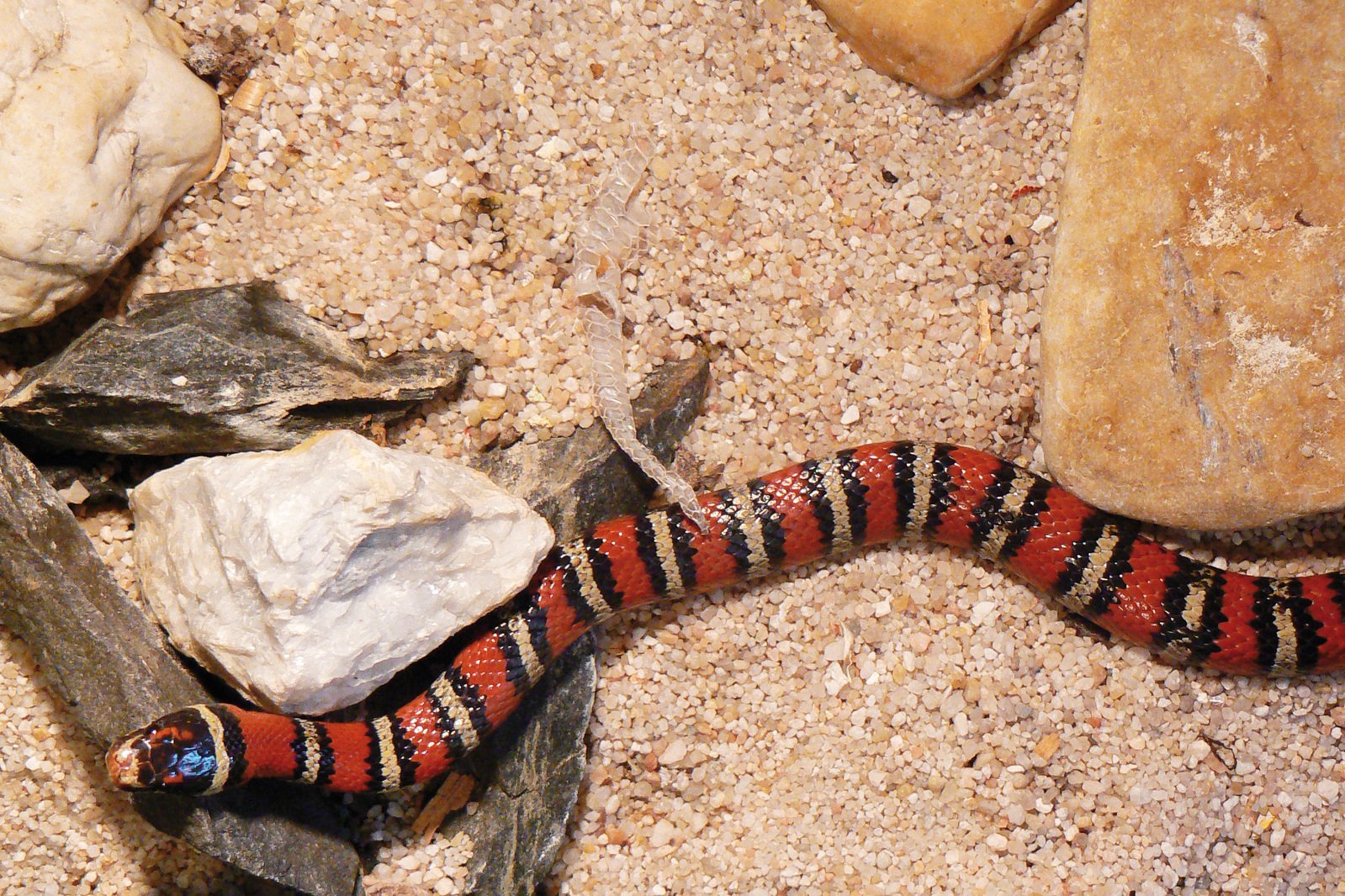 a red black and orange striped lizard on the ground