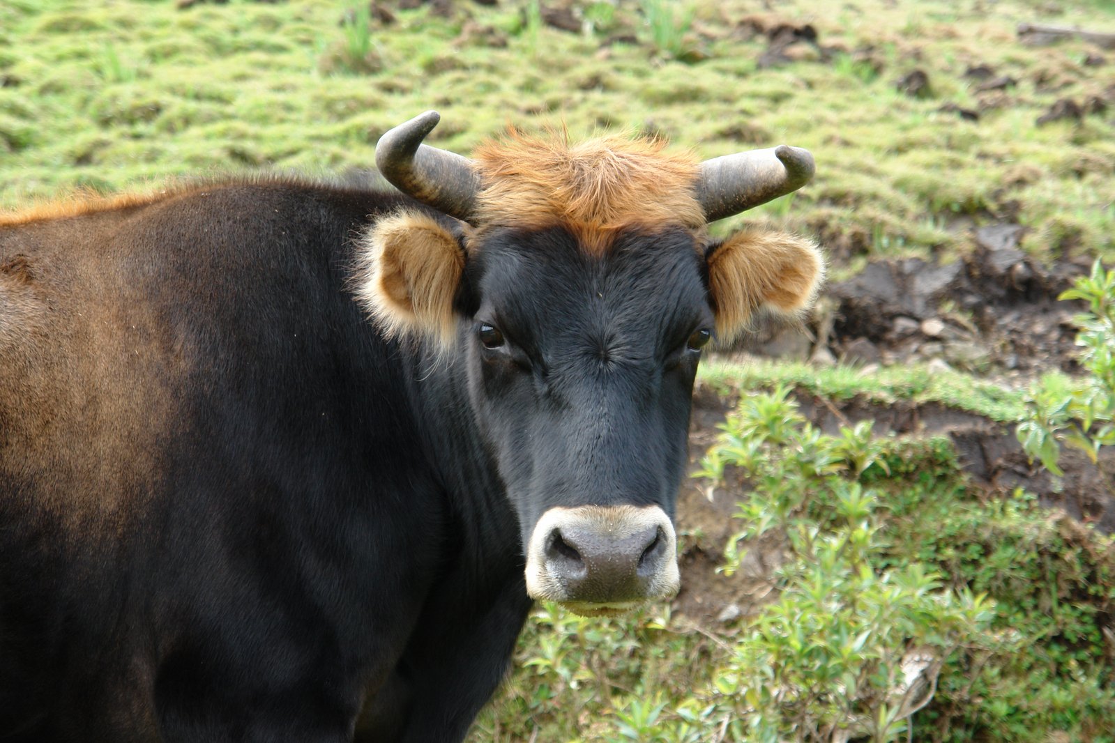 a cow that is looking in the camera