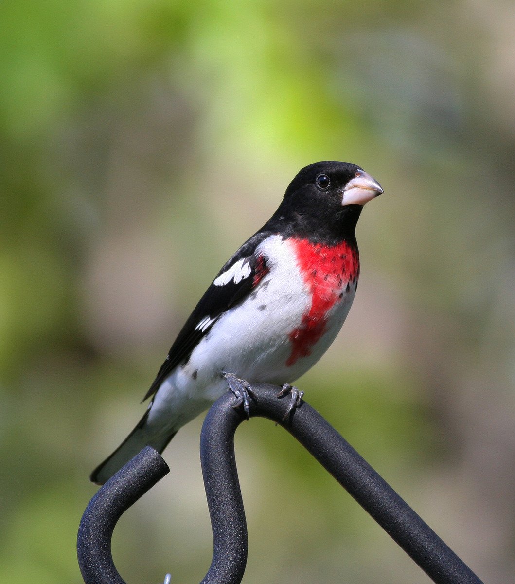 a red and white bird sitting on a black metal gate