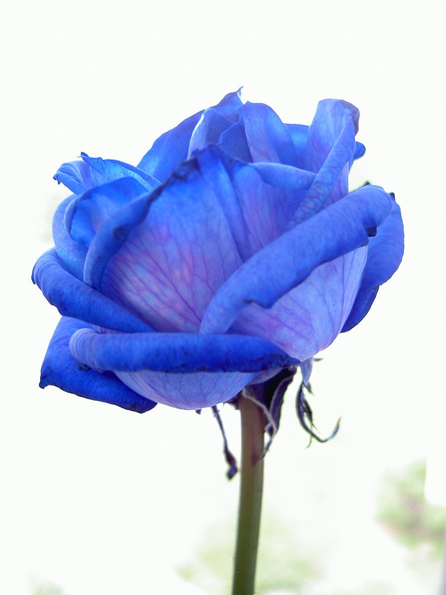 blue rose on a stem against a white background
