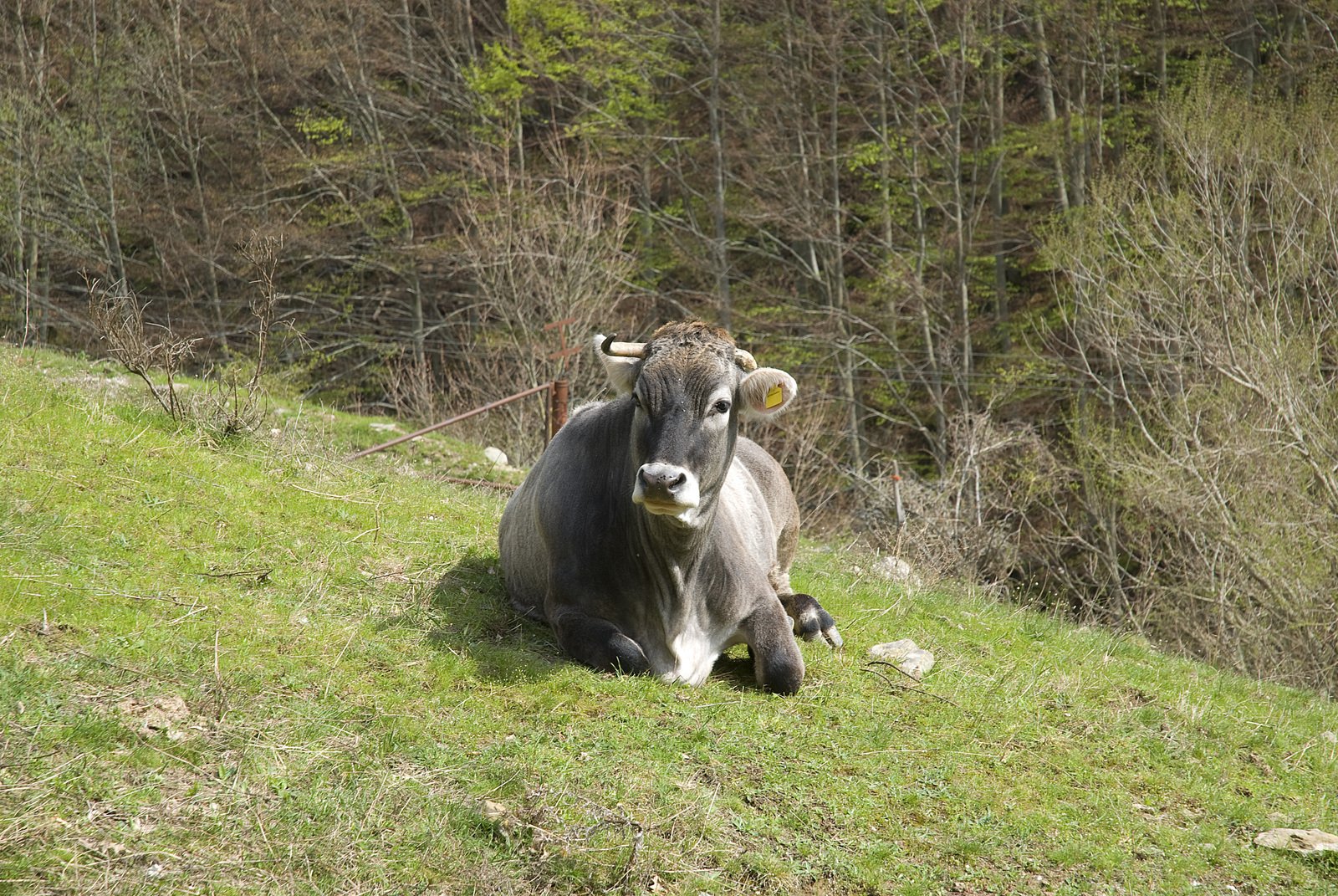 a large bull sitting on the side of a hill