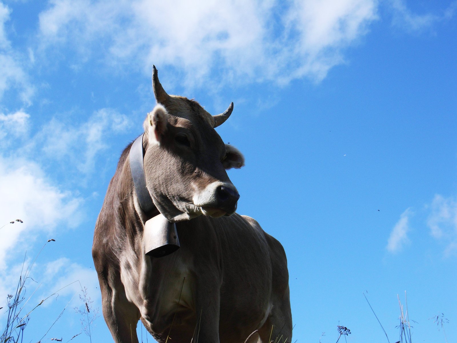 the cow is standing still in the grass