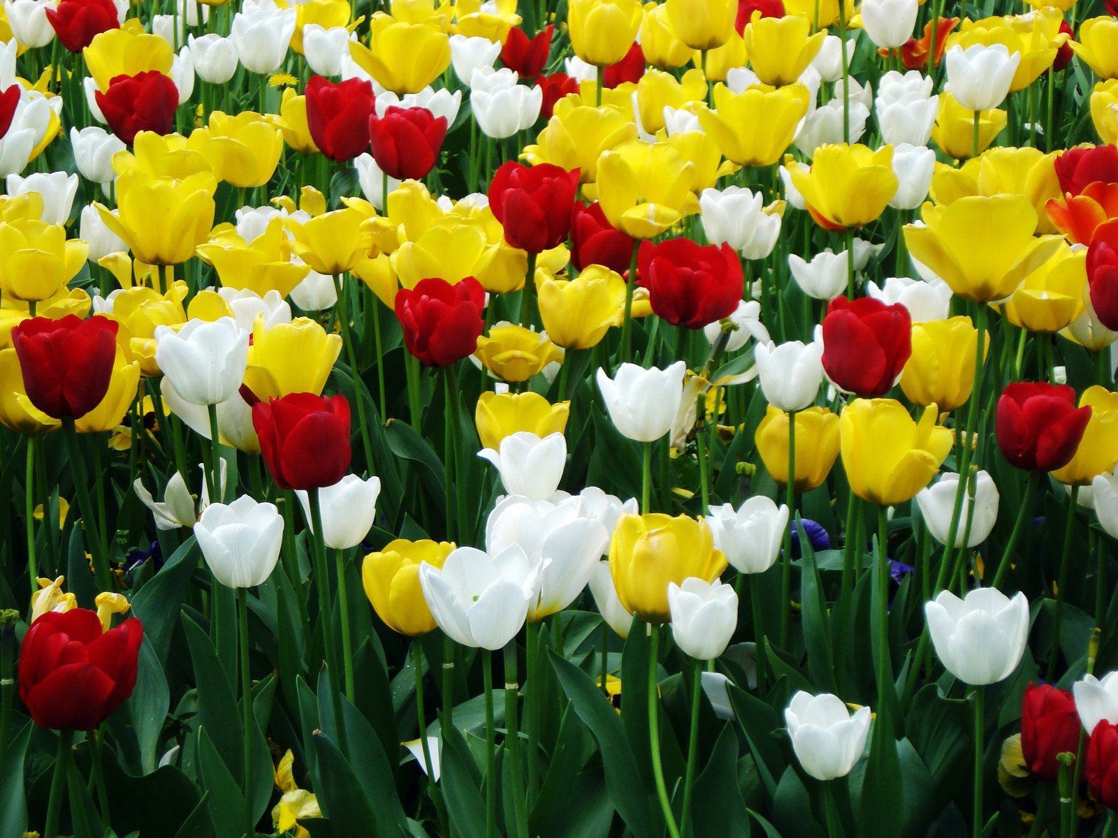 many different types and colors of tulips