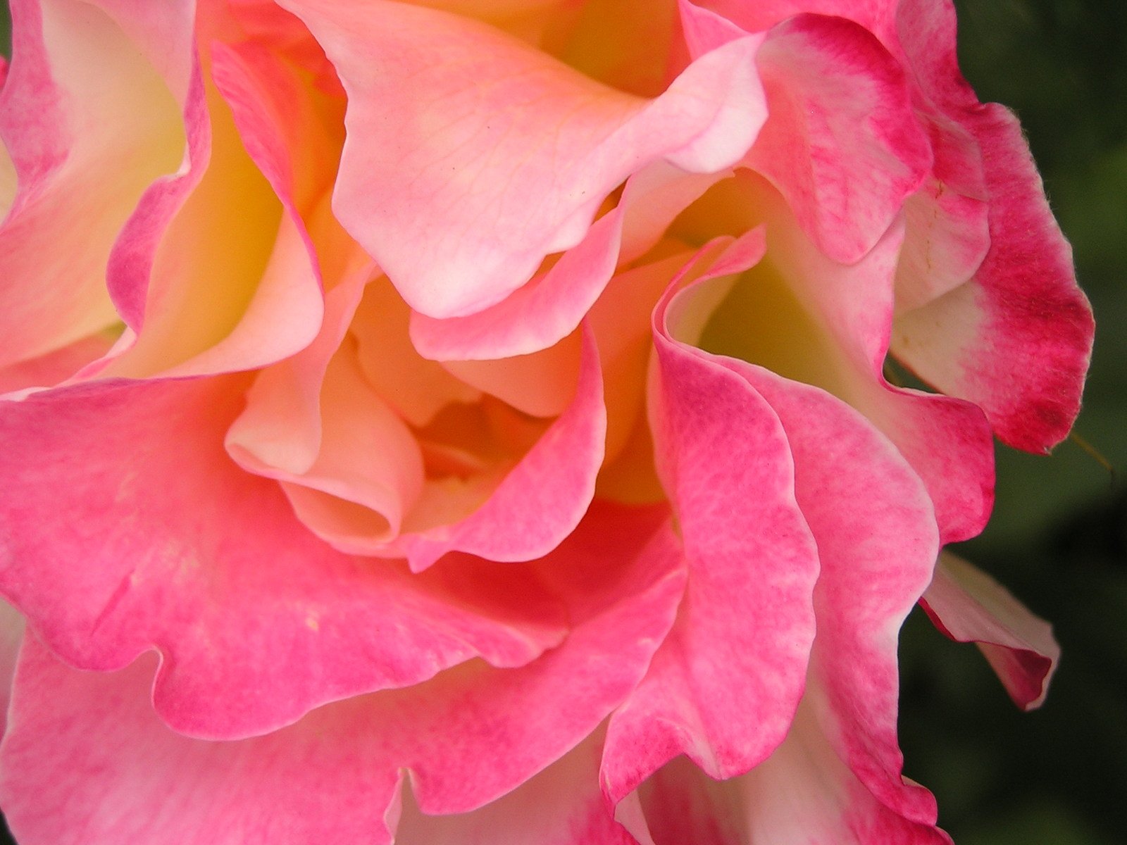 a pink rose with a white center in full bloom