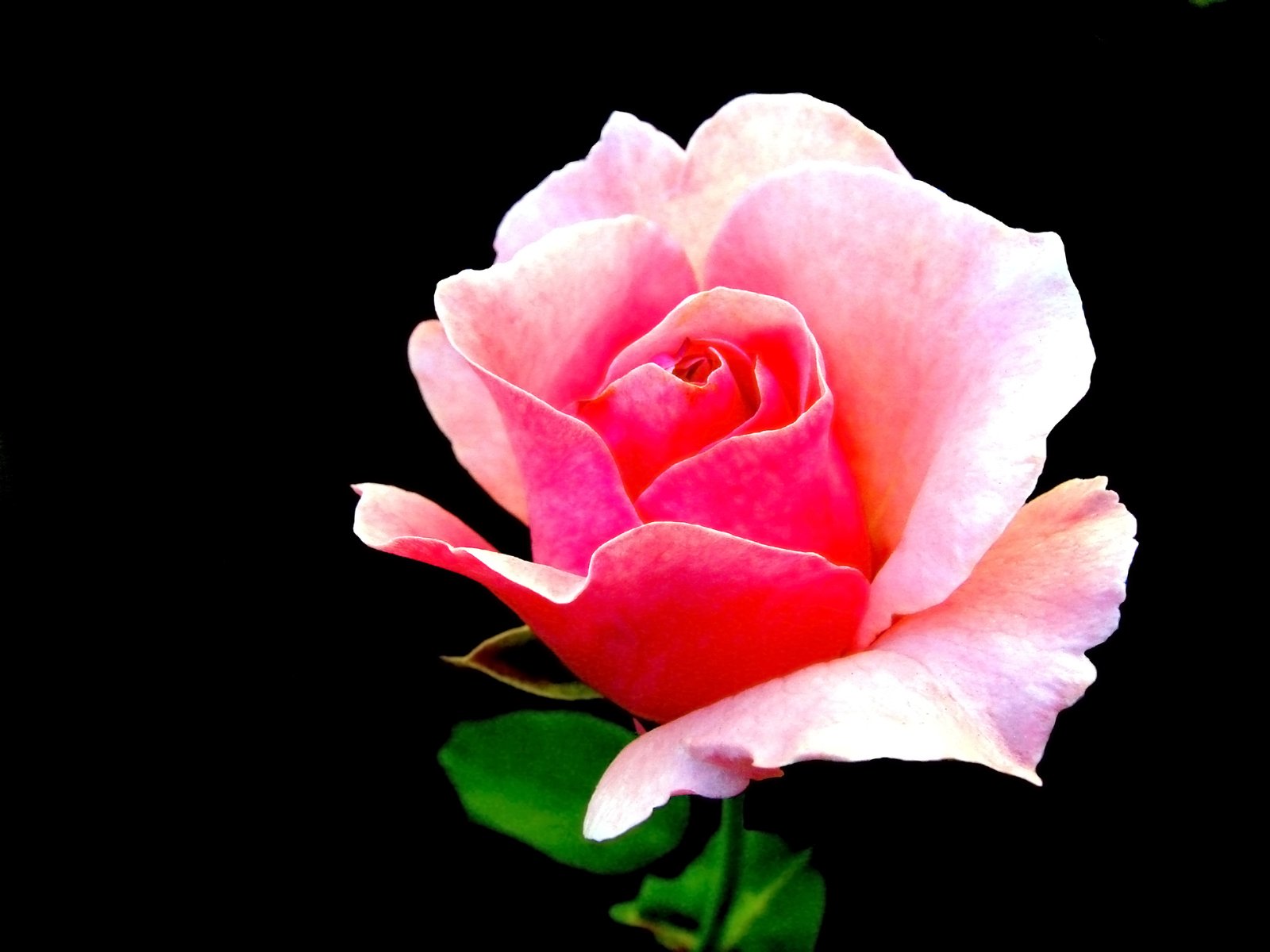 a single pink rose is growing near a black background