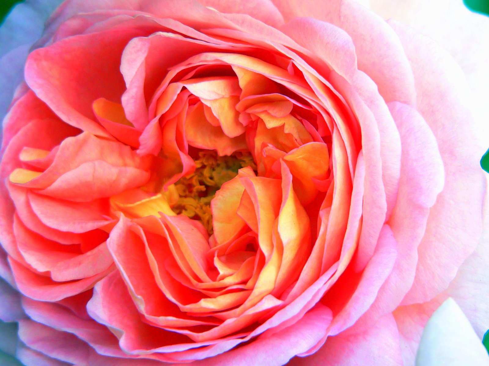 the center of a pink rose is in full bloom