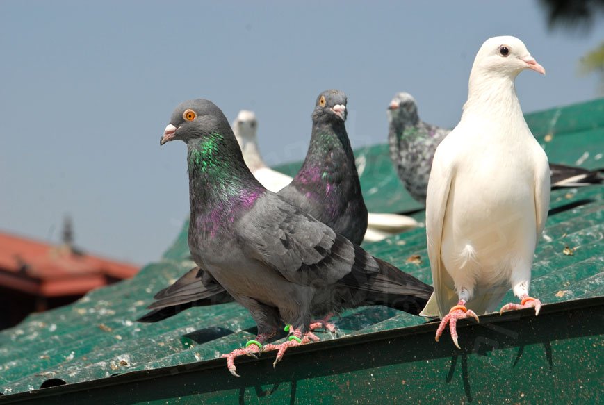 two pigeons are standing on the roof of the house