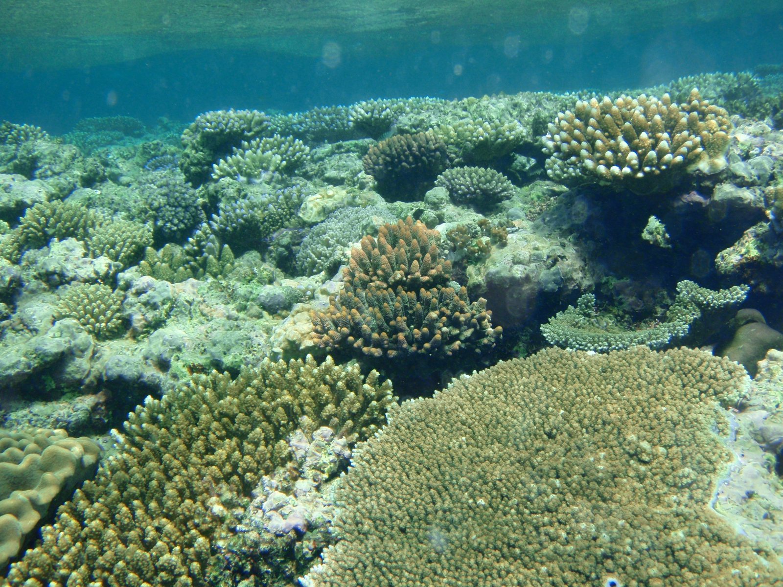several corals are growing on a reef near the ocean