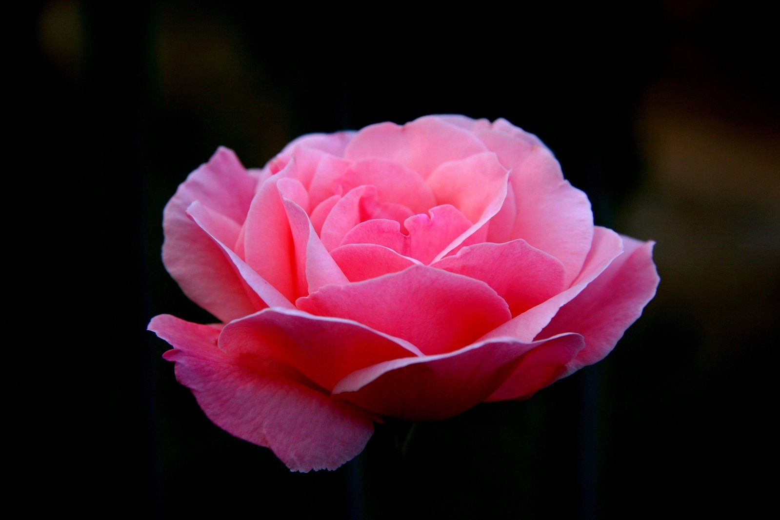 a large pink flower with small petals on a black background