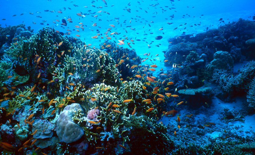 a variety of small fish swims through a reef