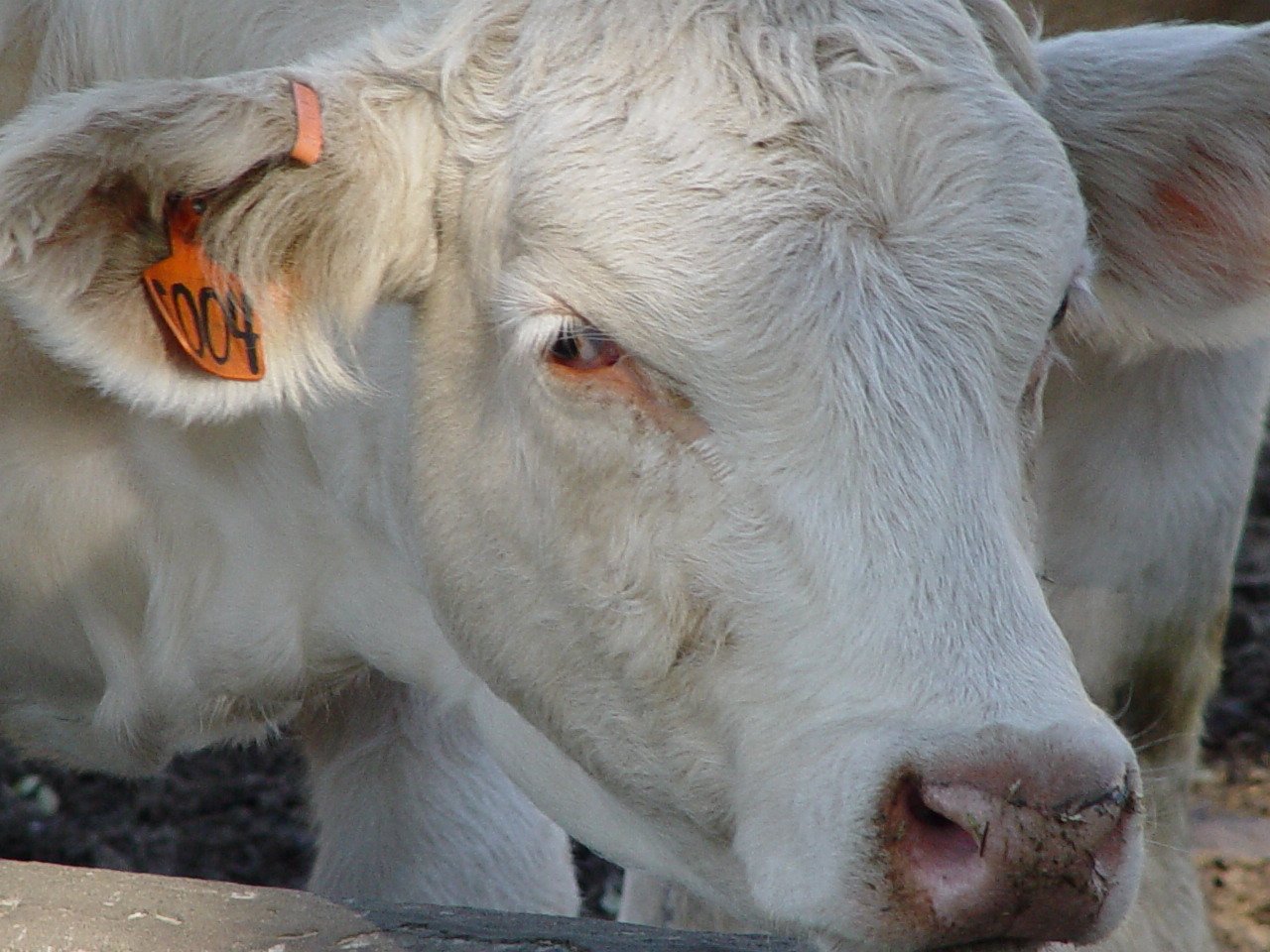 an image of a white cow with a tag on it's ear